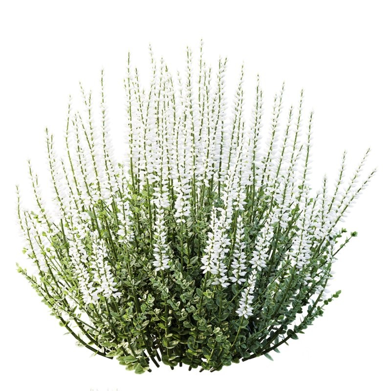 AV Calluna Vulgaris Helena Summer Broom Heather Garden Girls and Concinna Bonsai Pruned Image 1