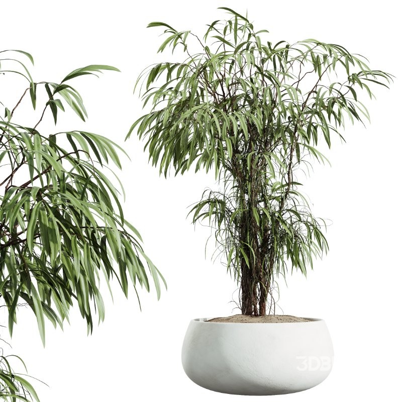 AV Indoor Plants Set 414 Cyara Palm and Euphorbia Drupifera and Ficus Marginata and Ficus Elastica Image 5