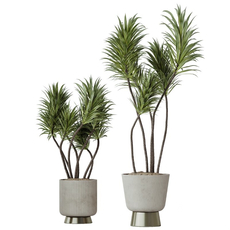 AV Indoor Plants Set 428 Yucca Spathiphyllum Briful Olive Image 1