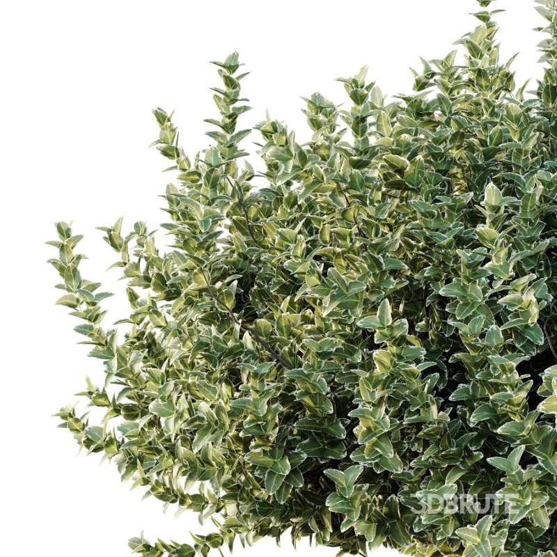 Diffrent Bush 01 Fruits Fortescue Euonymus Image 3