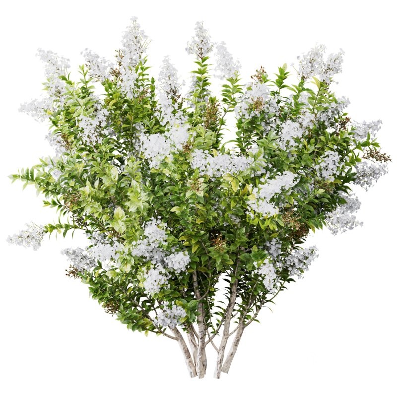 AV Spring bushes Myrtle White Flower and Cotinus coggygria Image 2