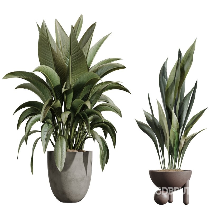 ntal indoor plants, crafted with exceptional realism and artistic balance. Each plant has been sculpted to capture its natural botanical character—from the bold, architectural leaves of the Ravenala Banana to the airy, branching elegance of Ficus Marginata, the rich waxy foliage of Rubber Ficus Elastica, and the clean vertical lines of Aspidistra Elatior. Image 4