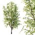 Diffrent Tilia platyphyllos Tree 002 - Thumbnail 2