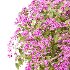Diffrent Bush Spirea Japonica hydrangea arborescens 011 - Thumbnail 2