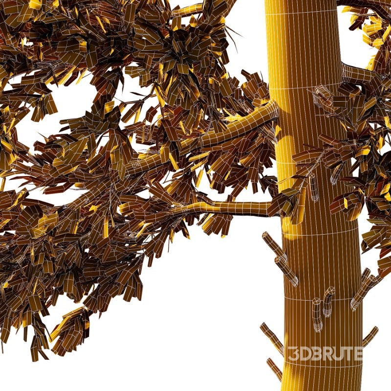 Douglas Fir Tree 01 Image 5