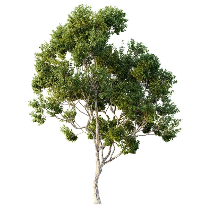 AV Sydney blue gum and European Beech 2 Trees Image 3