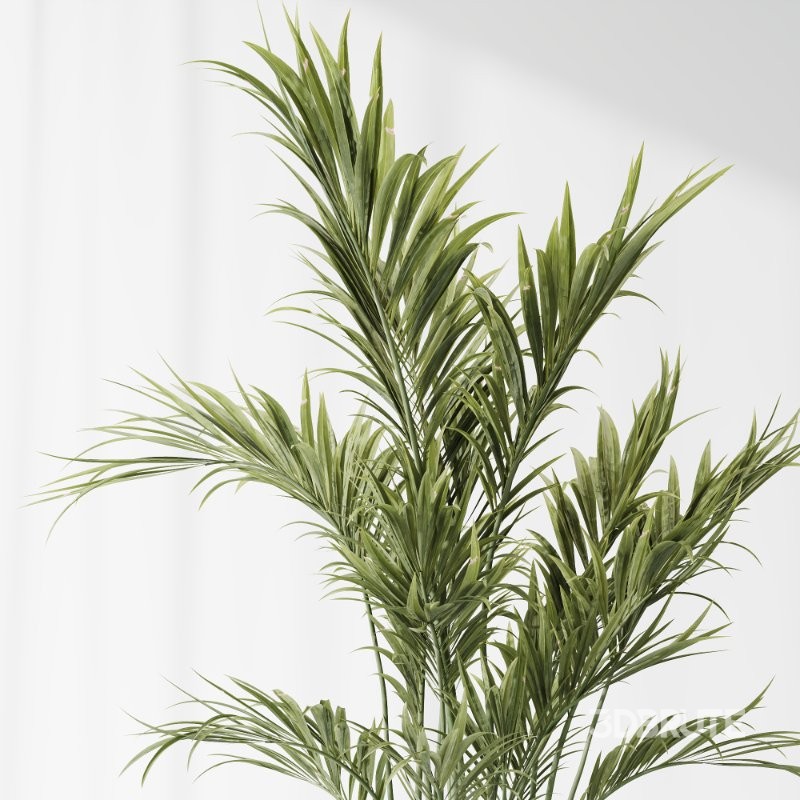 AV Indoor Plants Set 416 Olive tree and Areca Palm and Yucca Elephantipes and Ravenala Banana Image 4