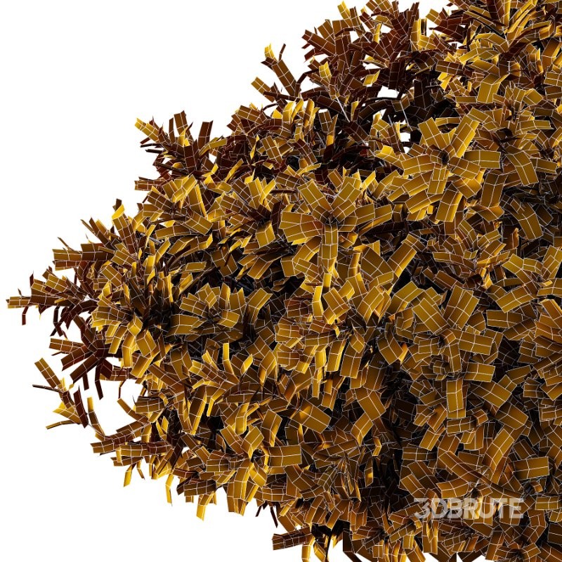 Spirea Japanese Bushes 01 Image 5