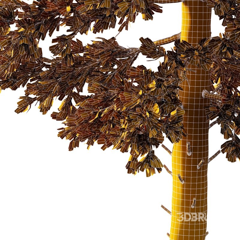 Douglas Fir Tree 02 Image 5