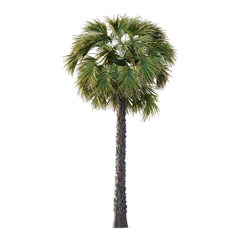 Washingtonia Robusta Palm Tree 01 Image 3