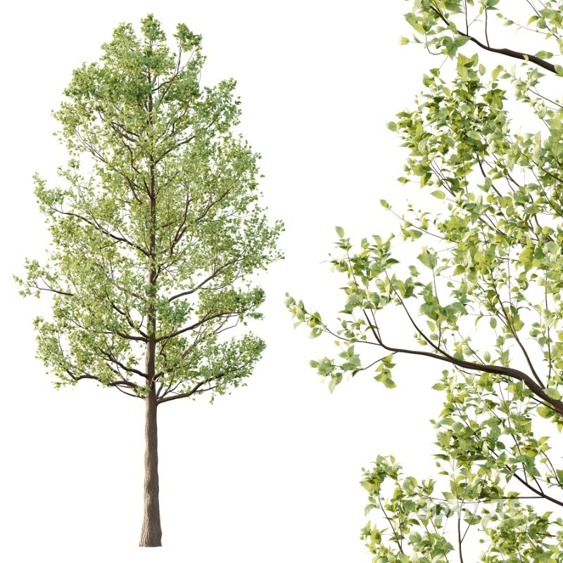 Diffrent Tilia platyphyllos Tree 001 Image 3