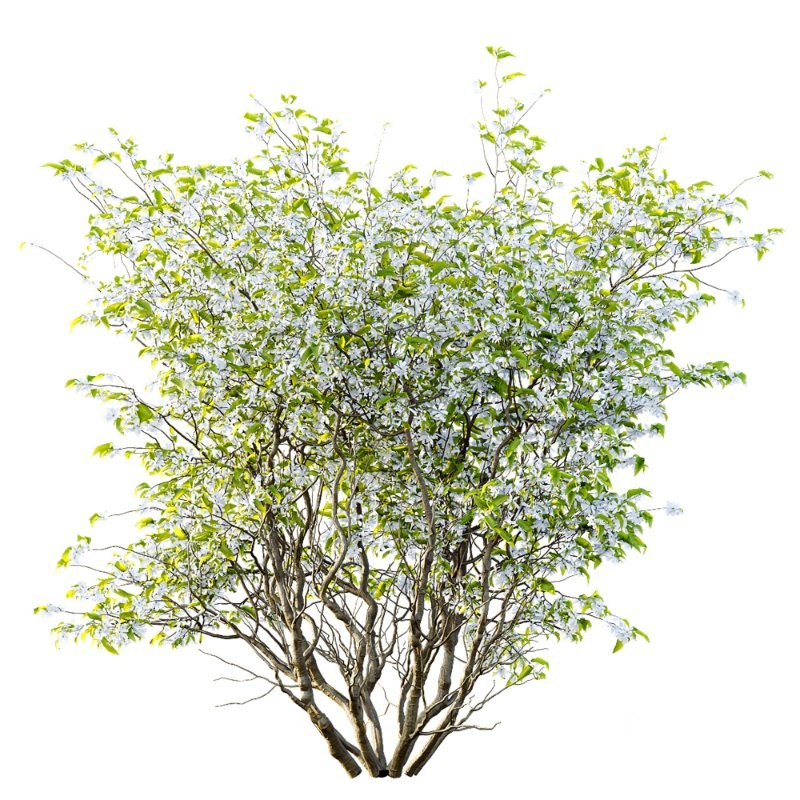 ntal accent plants. Each model is crafted with clean quad-based topology, natural proportions, and high-resolution 4K textures that bring clarity and authenticity to both close-up details and wide landscape shots. Image 10