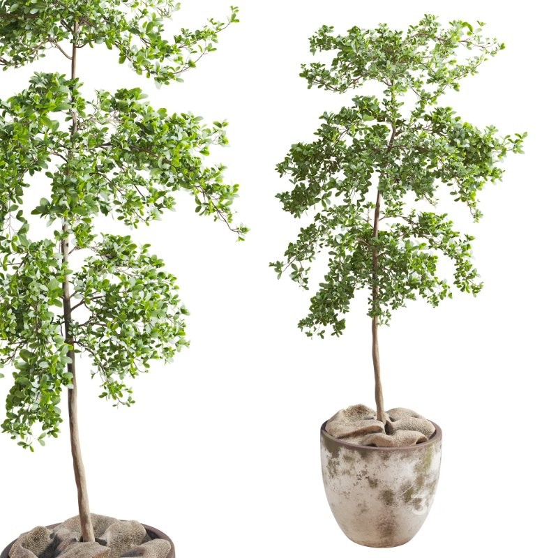 Bucida Buceras In Vintage Pot Image 4