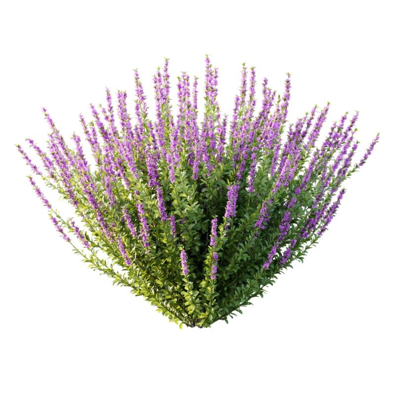 Leucophyllum frutescens Echium candicans Pride of Madeira Bush Image 5