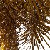 Washingtonia Robusta Palm Tree 02 - Thumbnail 3