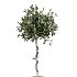 AV Indoor Plants Set 417 Olive Tree and Ficus microcarpa and Zamioculcas Zamiifolia and Ficus Marginata - Thumbnail 5