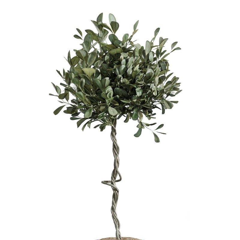 AV Indoor Plants Set 417 Olive Tree and Ficus microcarpa and Zamioculcas Zamiifolia and Ficus Marginata Image 5