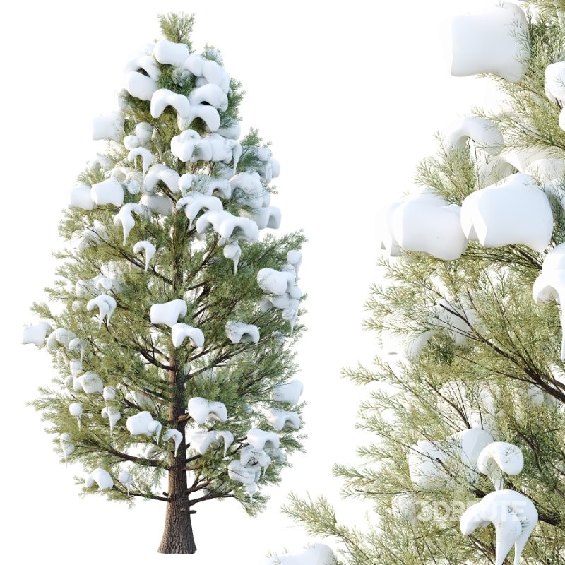 Eastern Red Cedar Winter Tree 02 Image 3