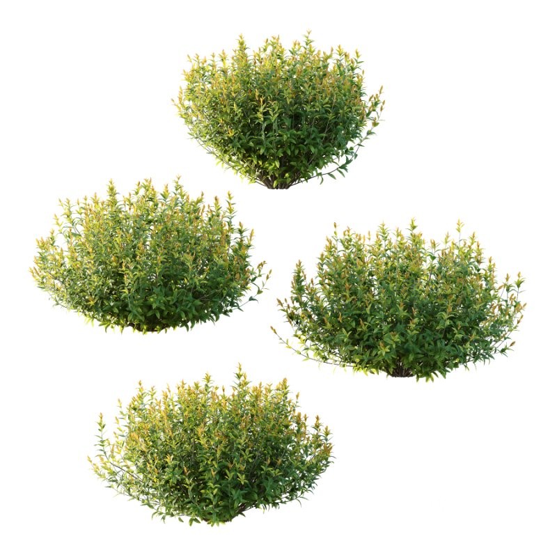 Spirea Japanese Bushes 05 Image 1