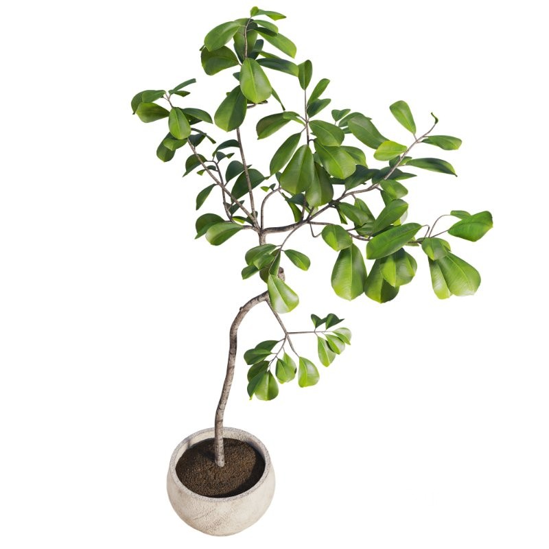 Curved Indoor Ficus Tree in Light Stone Pot Image 5