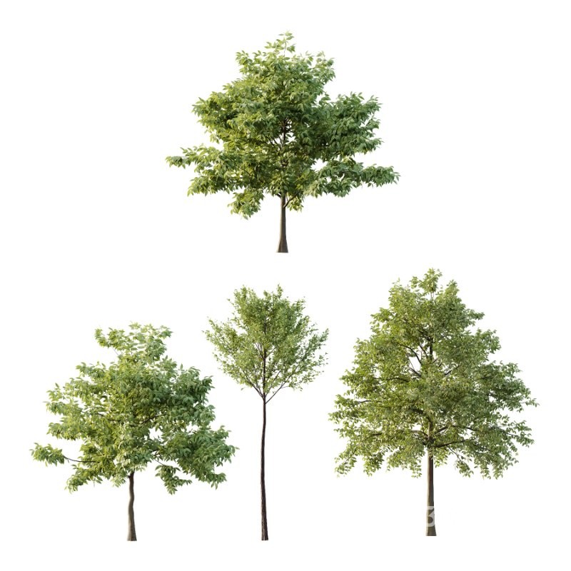 Diffrent Tree Tilia platyphyllos Celtis australis 03 Image 1