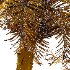 Curly Palm Tree 03 - Thumbnail 5