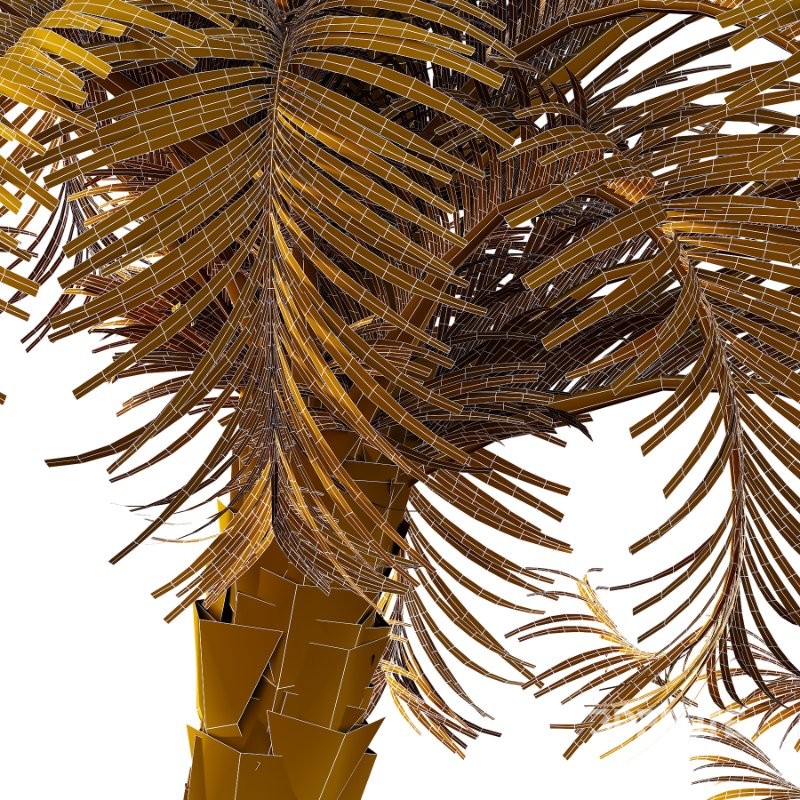 Curly Palm Tree 03 Image 5