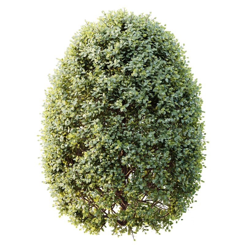 AV Calluna Vulgaris Helena Summer Broom Heather Garden Girls and Concinna Bonsai Pruned Image 3
