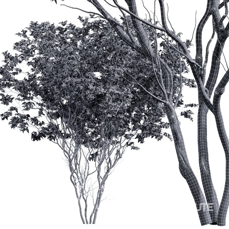 ntal quality that enhances any architectural setting. Together, these trees provide a beautiful balance of form, density, and seasonal character. Image 7