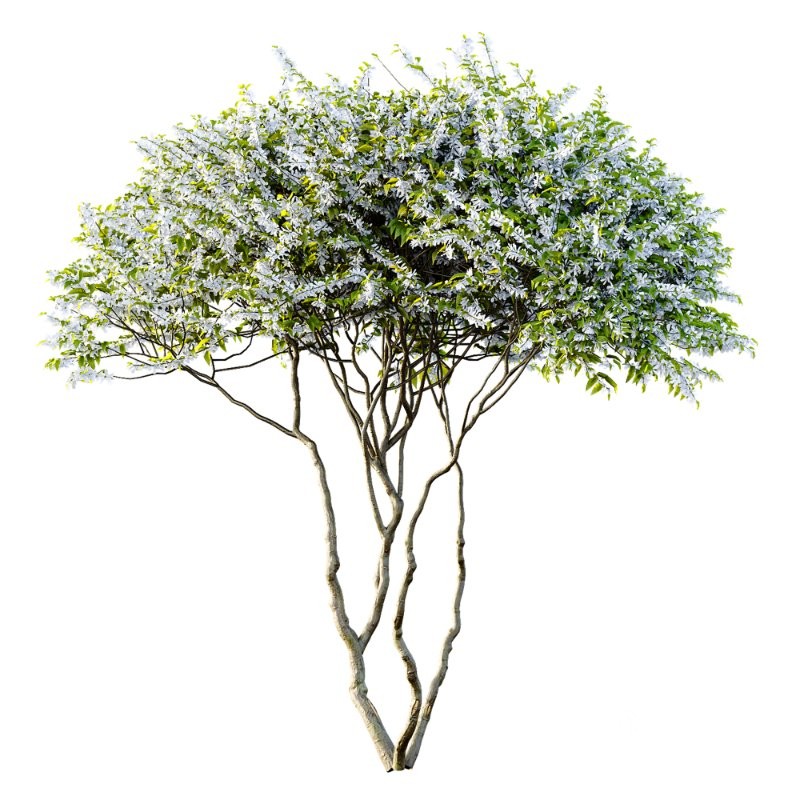 ntal accent plants. Each model is crafted with clean quad-based topology, natural proportions, and high-resolution 4K textures that bring clarity and authenticity to both close-up details and wide landscape shots. Image 1