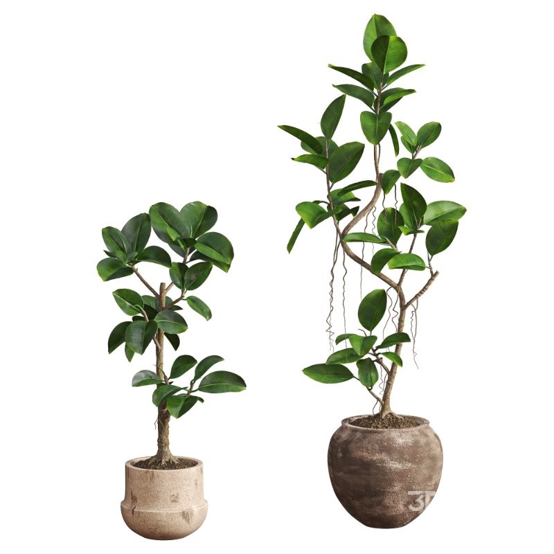 Ficus Elastica Plant Clay Stone Pot Image 1