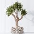 AV Indoor Plants Set 416 Olive tree and Areca Palm and Yucca Elephantipes and Ravenala Banana - Thumbnail 5