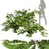 AV Angiopteris Fokiensis Fern Forest and Rhapis Excelsa - Thumbnail 10
