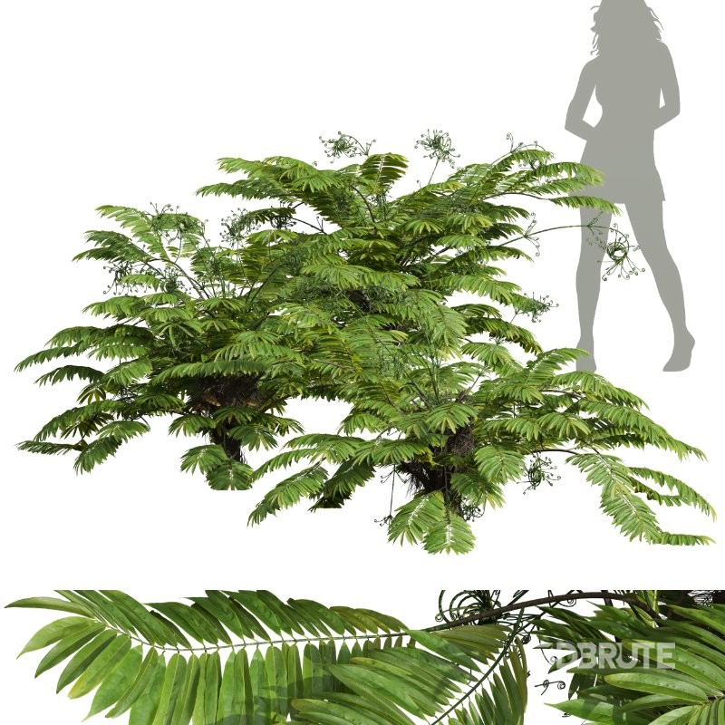 AV Angiopteris Fokiensis Fern Forest and Rhapis Excelsa Image 10