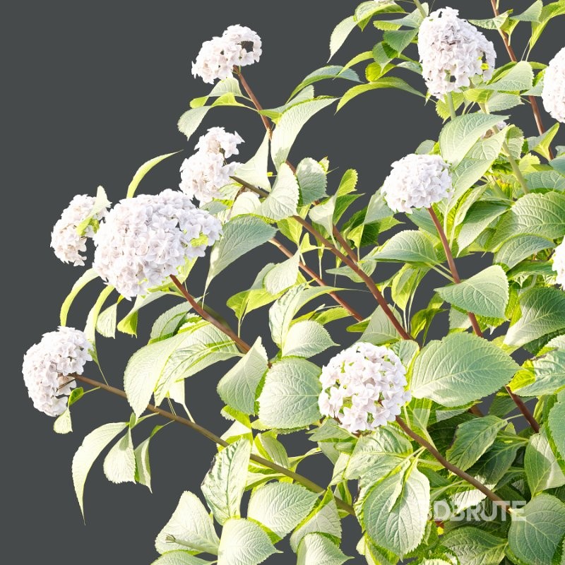 Diffrent Bush Spirea Japonica hydrangea arborescens 011 Image 3