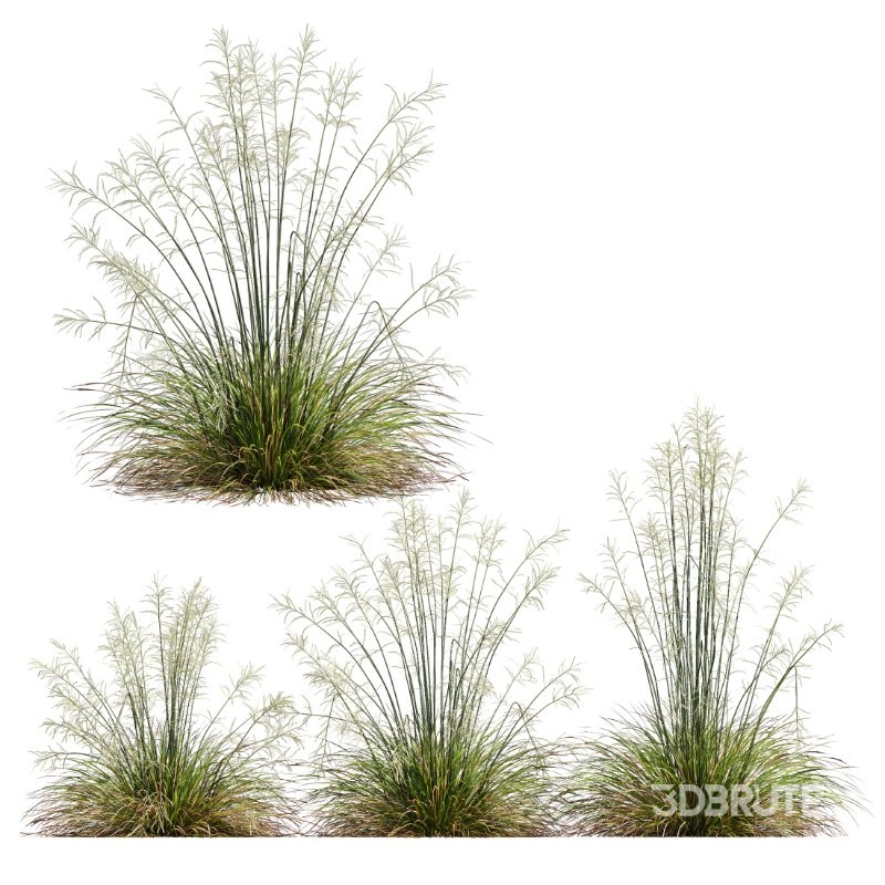 ntal grass collection featuring Stipa Arundinacea ‘Sweet’ and Carex Elata ‘Aurea’. This set combines the airy, flowing character of Stipa with the dense, arching structure and fresh golden-green tones of Carex, creating a natural balance that works beautifully in contemporary gardens, parks, urban landscapes, and architectural visualizations. Image 3