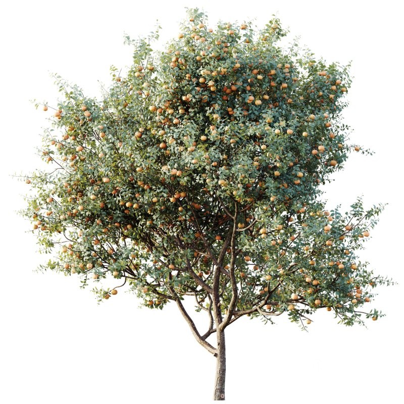 AV Plants Citrus Dancy Mandarin Tangerine Version02 Image 2