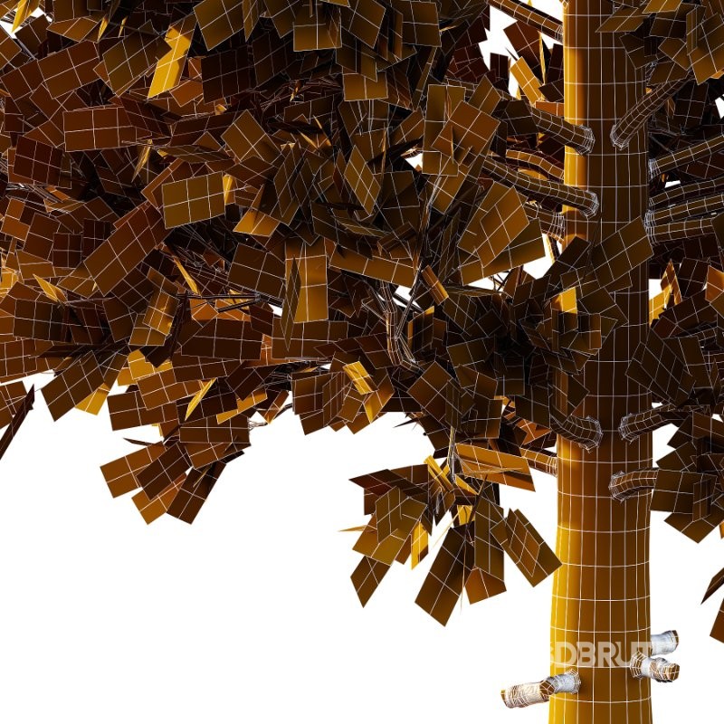 Eastern Red Cedar 02 Image 6