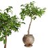 Ficus Plant in Rustic Clay Terracotta Pot - Thumbnail 4