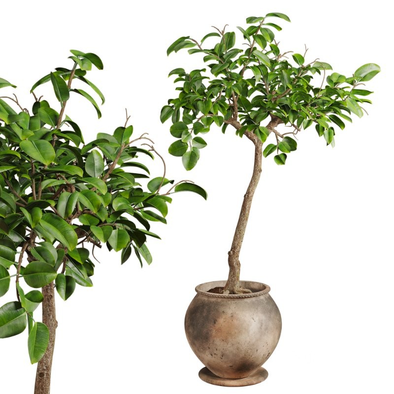 Ficus Plant in Rustic Clay Terracotta Pot Image 4