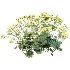 AV Spring flowering shrubs Alchemilla Mollis Vulgaris and Calluna Vulgaris Helena - Thumbnail 3