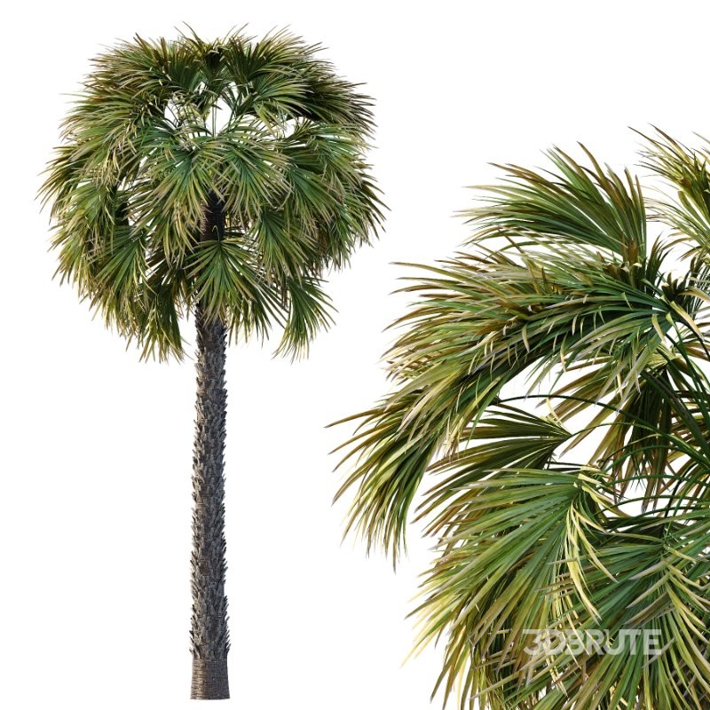 Washingtonia Robusta Palm Tree 01 Image 4