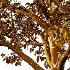 Diffrent Tree Tilia platyphyllos Celtis australis 05 - Thumbnail 4