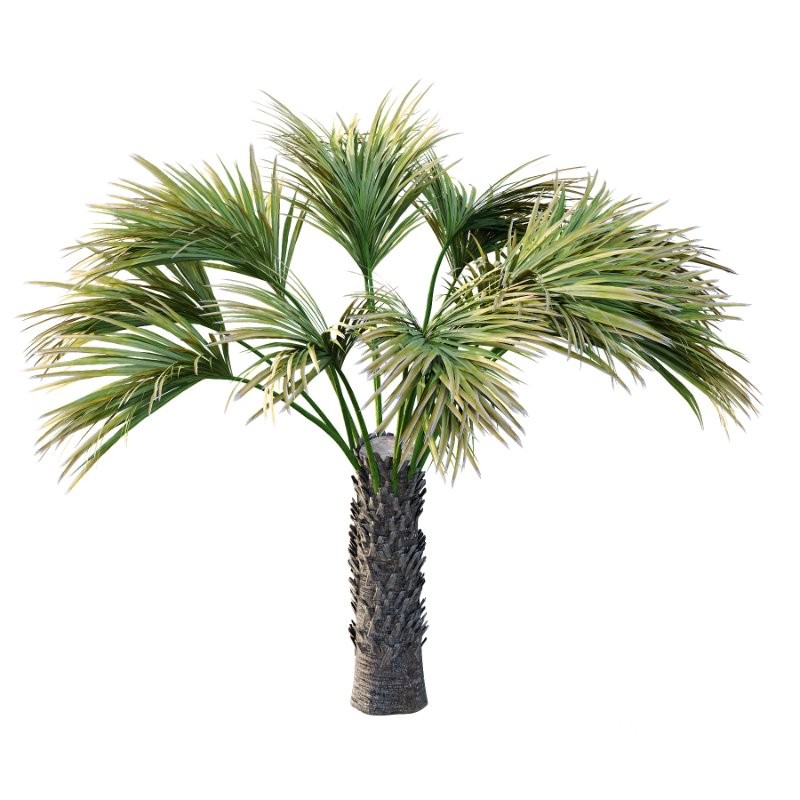 Washingtonia Robusta Palm Tree 04 Image 2