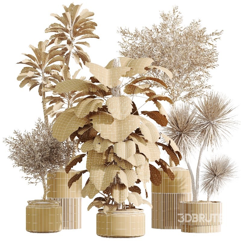 AV Indoor Plants Set 424 Yucca Palm and Elegant Monstera and Olive Tree and Euphorbia Drupifera Image 9