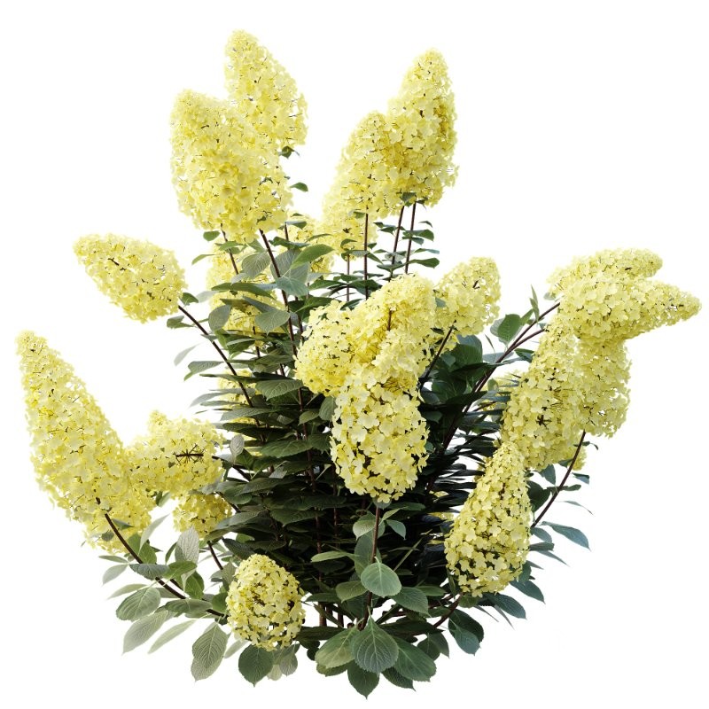 AV Climbing Roses Bush and Hydrangea Paniculata Levana Trawberry Melba Image 4