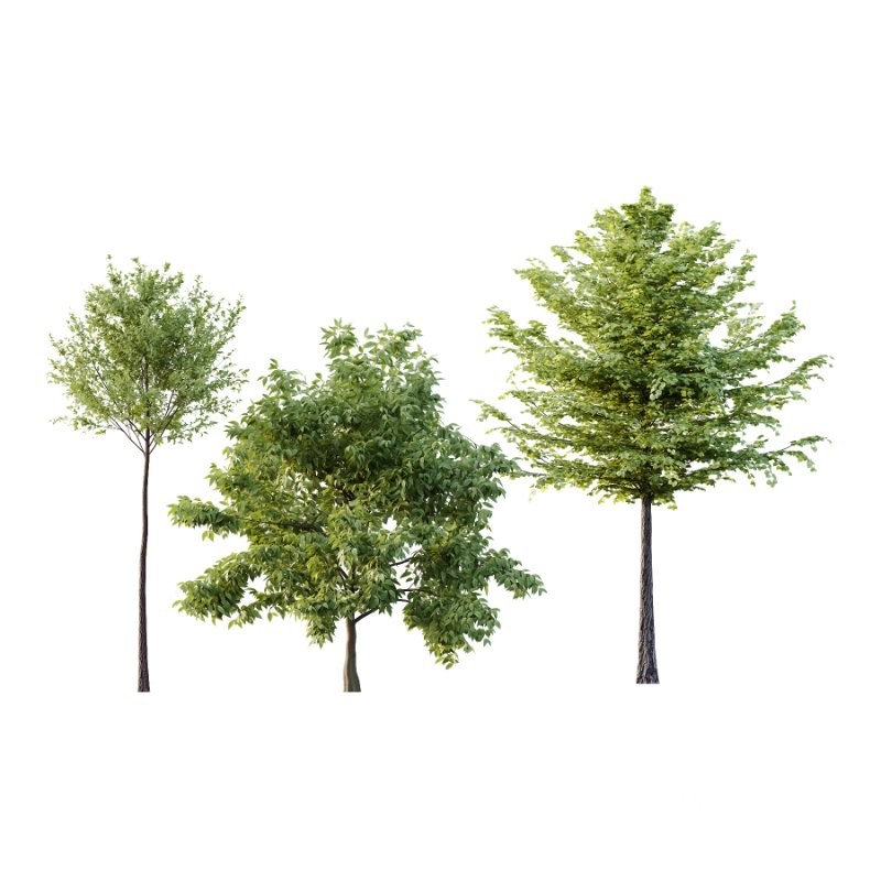 Diffrent Tree Tilia platyphyllos Celtis australis 02 Image 1