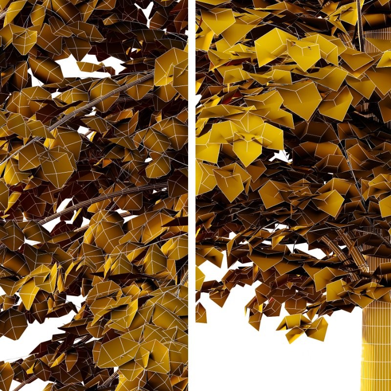 Diffrent Tilia platyphyllos Tree 003 Image 7