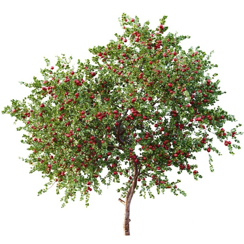 ntal quality that enhances any architectural setting. Together, these trees provide a beautiful balance of form, density, and seasonal character. Image 2