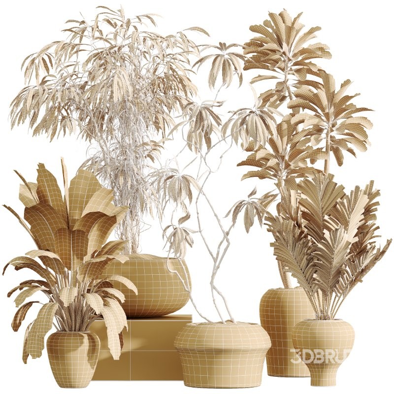 AV Indoor Plants Set 414 Cyara Palm and Euphorbia Drupifera and Ficus Marginata and Ficus Elastica Image 6